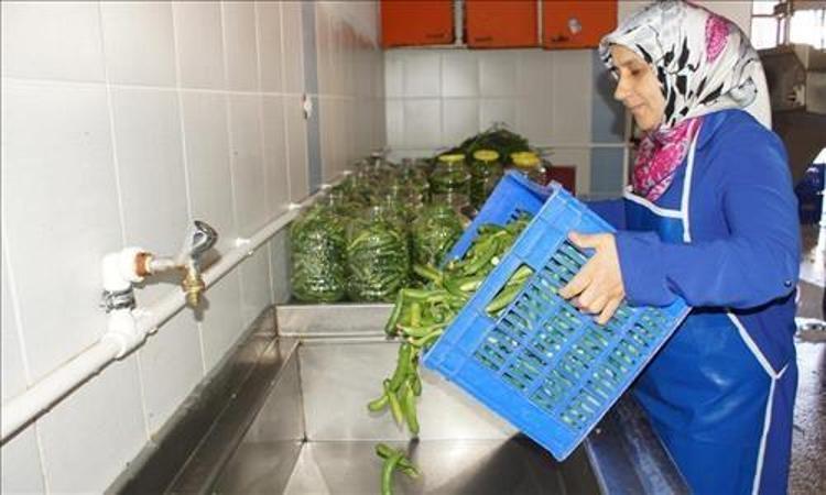 Komşuları beğenince, fabrikasını kurdu Genç kadın girişimci üretimi 100 dönüme çıkarttı: Günlük 5 ton satıyor