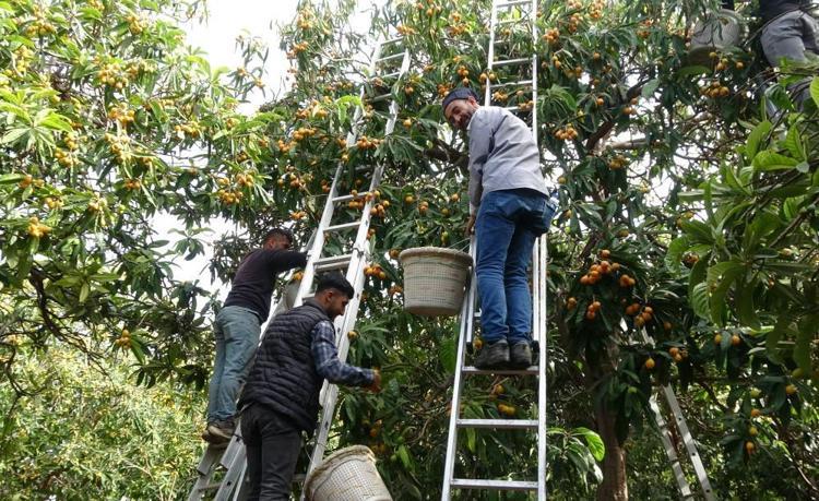 Her gün 2 ton sarı altın topluyor Hasat başladı, tanesini 90 TLden satıyor, birçok ülke sıraya girdi