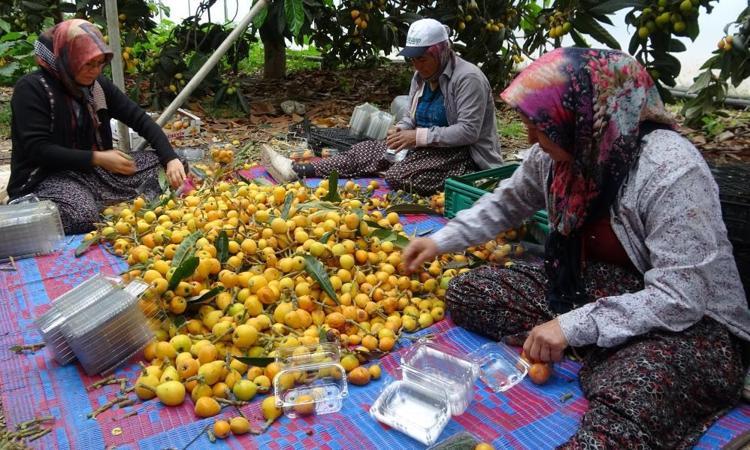 Her gün 2 ton sarı altın topluyor Hasat başladı, tanesini 90 TLden satıyor, birçok ülke sıraya girdi