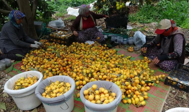 Her gün 2 ton sarı altın topluyor Hasat başladı, tanesini 90 TLden satıyor, birçok ülke sıraya girdi