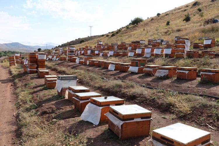 Zirai don arıcılığı da vurdu Polen kaybı bal üretimini etkileyecek