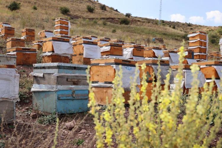 ÇİÇEKTE POLEN BULAMAYAN ARILAR YAVRULARINI DA BESLEYEMEYECEKLER