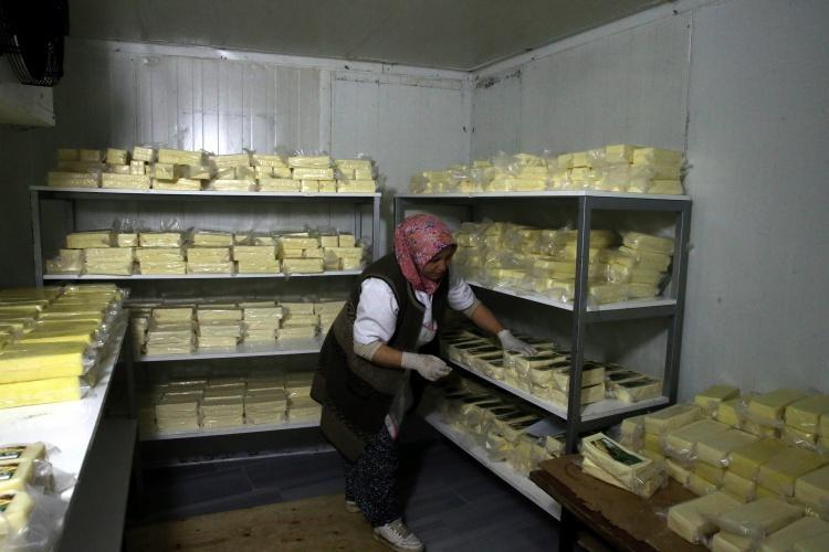 80 ton sütten 3 ton kaşar peyniri ile 500 kilogram tereyağı üretildi