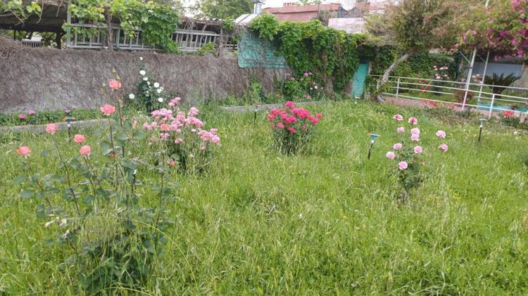 Adeta botanik bahçesini andırıyor Bahar gelmesiyle Adananın meşhur sarmaşıklı camisi yeşile büründü