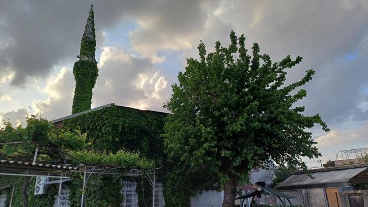 Adeta botanik bahçesini andırıyor Bahar gelmesiyle Adananın meşhur sarmaşıklı camisi yeşile büründü