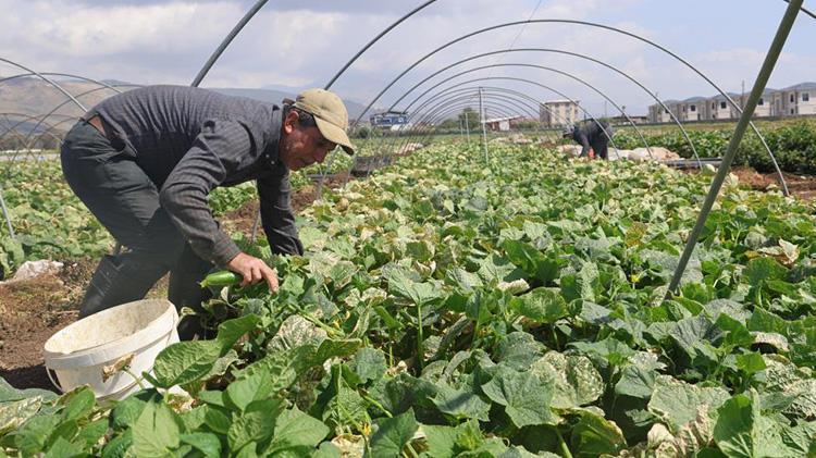 Amik Ovasının bereketli topraklarında hasat başladı Tarlada kilosu 15 TL