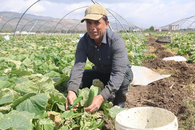 Amik Ovasının bereketli topraklarında hasat başladı Tarlada kilosu 15 TL