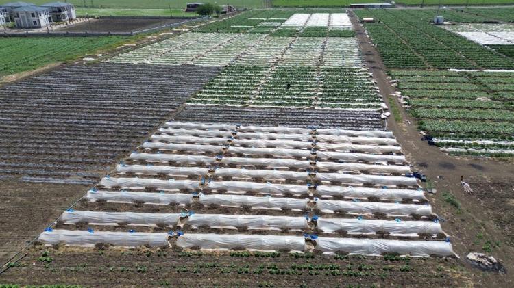 Amik Ovasının bereketli topraklarında hasat başladı Tarlada kilosu 15 TL