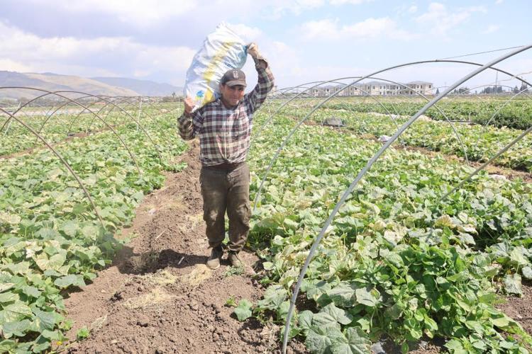 Amik Ovasının bereketli topraklarında hasat başladı Tarlada kilosu 15 TL