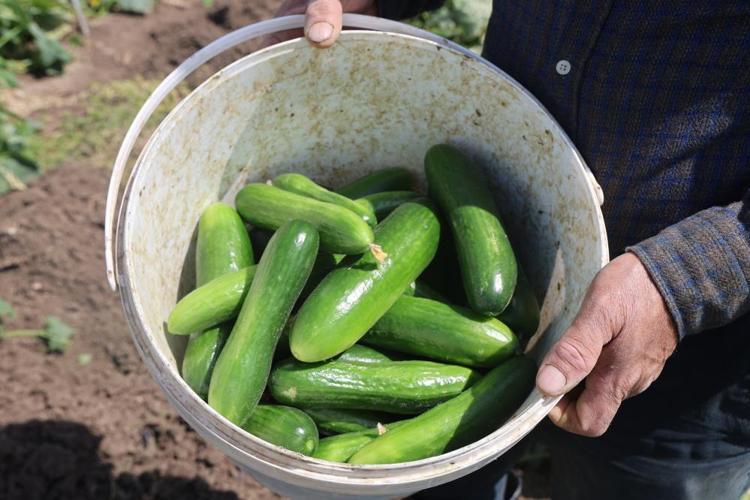 Amik Ovasının bereketli topraklarında hasat başladı Tarlada kilosu 15 TL