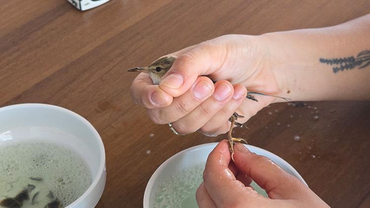 Kuş cennetinde vahşet Kuşlara yapıştırıcıyla ‘ölüm tuzağı’ kurulmuş