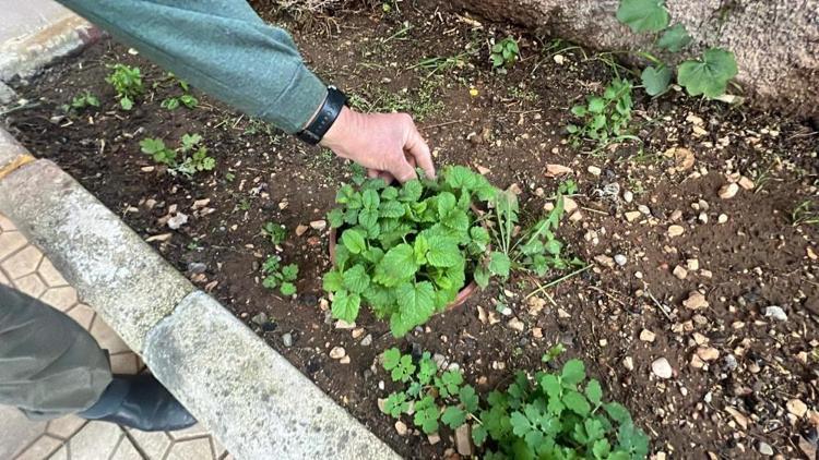 Kahramanmaraşta frekanslarını dinlediği bitkileri şifa kaynağı olarak kullanıyor