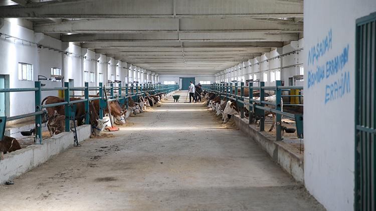 Ahırdan çıkıp modern tesise kavuştu Erzurumlu besicinin aldığı rekor hibe hayatını değiştirdi