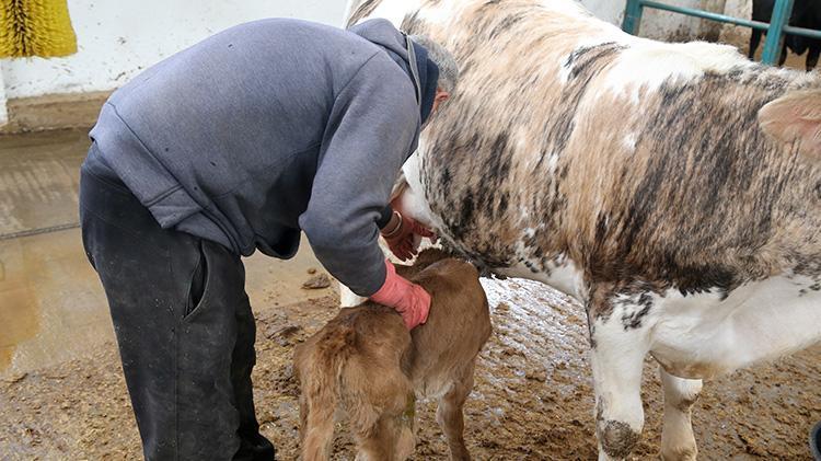 Ahırdan çıkıp modern tesise kavuştu Erzurumlu besicinin aldığı rekor hibe hayatını değiştirdi