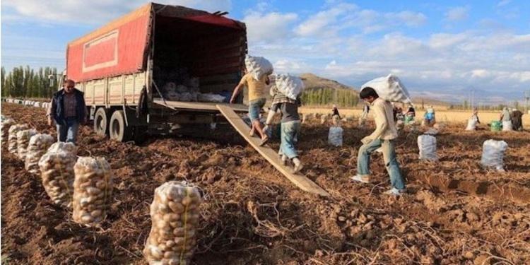 7 yıldır ekilmeyen tarlayı ektiler
