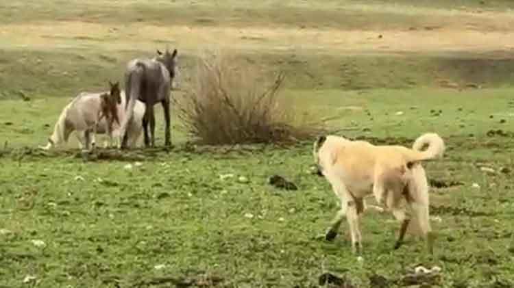 Kurt saldırısından çobanı kurtarmıştı: Doğum yapan at ve tayına sahip çıktı