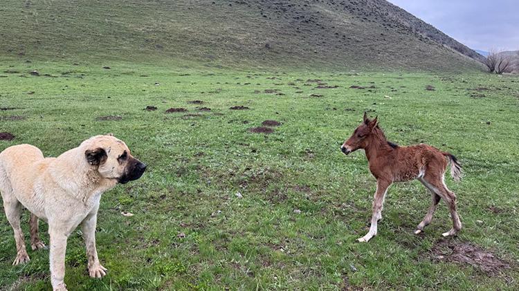 Kurt saldırısından çobanı kurtarmıştı: Doğum yapan at ve tayına sahip çıktı