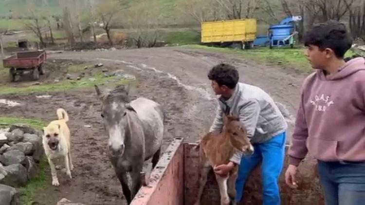 Kurt saldırısından çobanı kurtarmıştı: Doğum yapan at ve tayına sahip çıktı