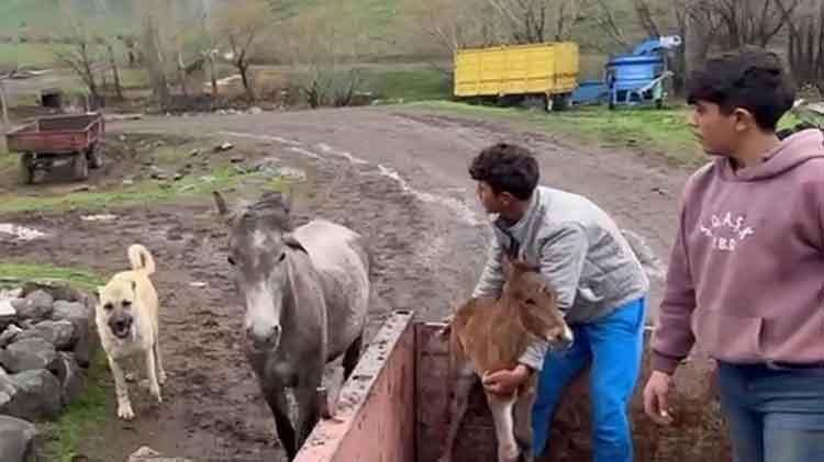 Kurt saldırısından çobanı kurtarmıştı: Doğum yapan at ve tayına sahip çıktı