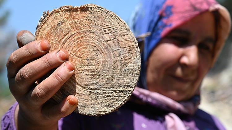 Ekmeklerini ormandan çıkarıyorlar Osmaniyeli karı koca yıllardan beri bu işi yapıyor