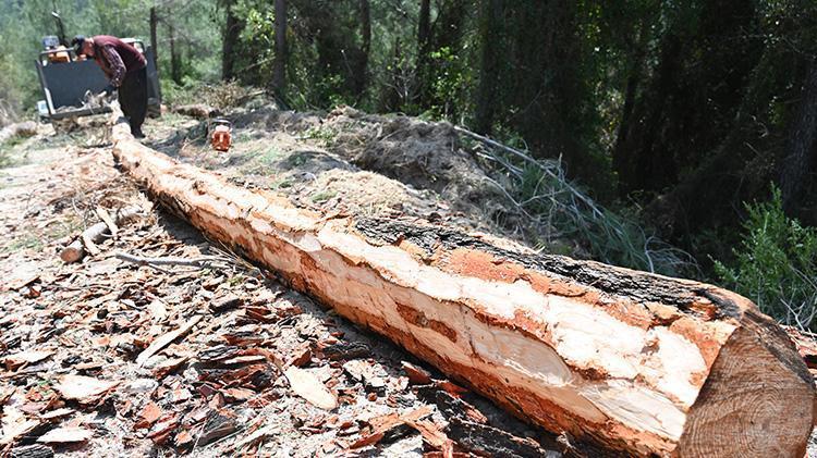 Ekmeklerini ormandan çıkarıyorlar Osmaniyeli karı koca yıllardan beri bu işi yapıyor