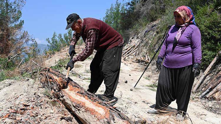 Ekmeklerini ormandan çıkarıyorlar Osmaniyeli karı koca yıllardan beri bu işi yapıyor