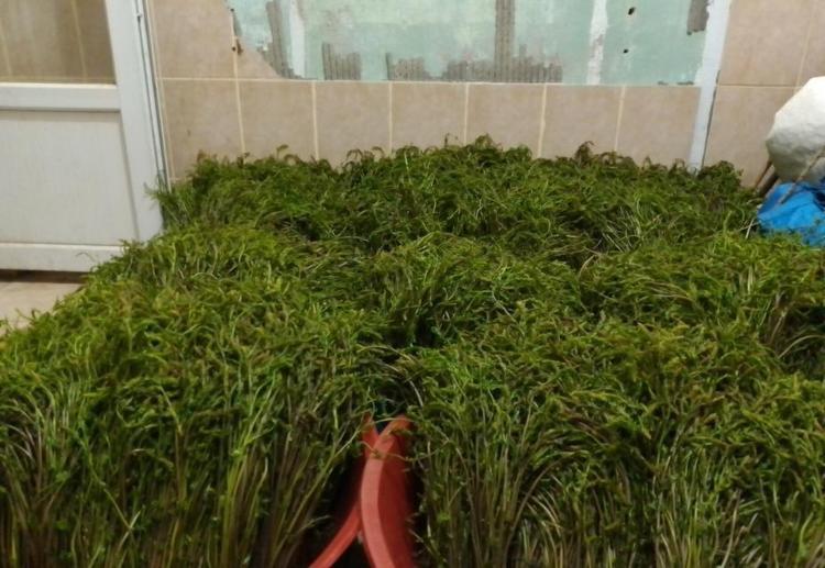 İşsizken bağını 100 liraya satmaya başladı Bu işin maliyeti yok: Doğada kendiliğinden yetişiyor