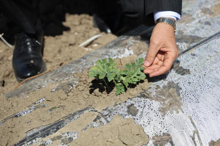 Türkiye üretiminin dörtte birini karşılıyor: Çukurova karpuzunda hasat vakti: Mayısta başlıyor, üretici umutlu