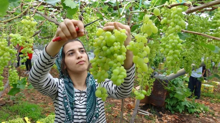 Soğuk hava turfanda üzümü de vurdu Mersinde hasat başladı ama kayıplar büyük