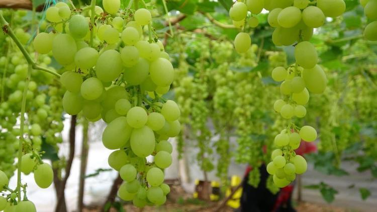 Soğuk hava turfanda üzümü de vurdu Mersinde hasat başladı ama kayıplar büyük