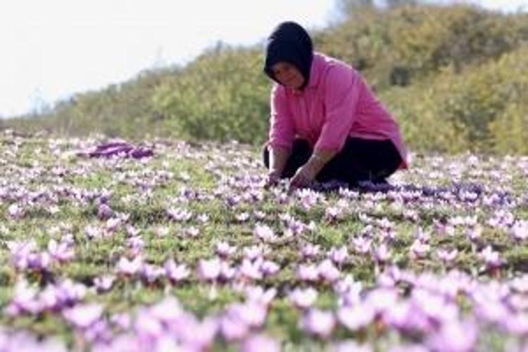 Anne olduktan sonra bu işe girdi 10 dönüm arazi kazandı: Tarladan altın baharat topluyor