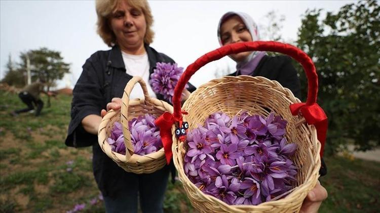 Anne olduktan sonra bu işe girdi 10 dönüm arazi kazandı: Tarladan altın baharat topluyor