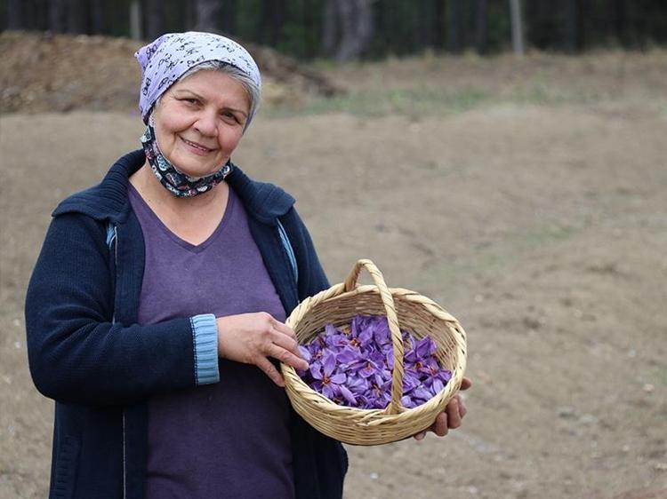 Anne olduktan sonra bu işe girdi 10 dönüm arazi kazandı: Tarladan altın baharat topluyor