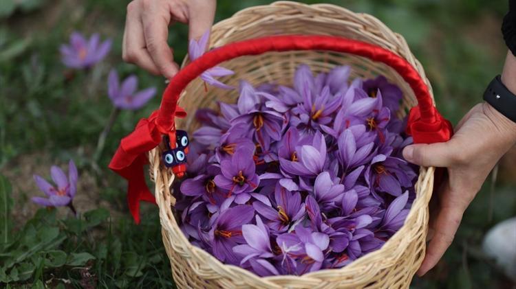 Anne olduktan sonra bu işe girdi 10 dönüm arazi kazandı: Tarladan altın baharat topluyor