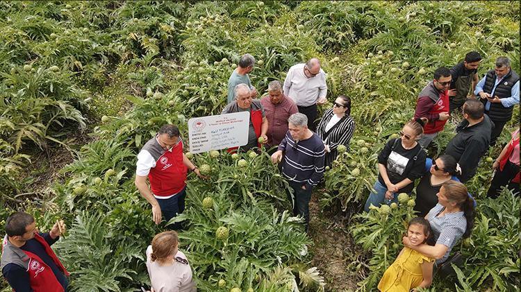 Boş tarlaya tutmaz diye ekti, şimdi köylülerin gelir kaynağı oldu Hasat başladı, 1 günde tonlarca üretiyor