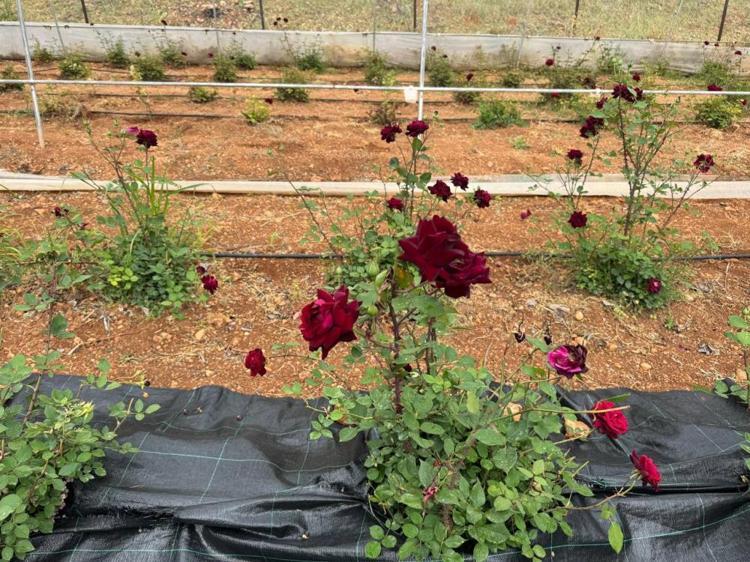 Dünyada nadir yetişiyor, Türkiyede sadece Şanlıurfada var Hasat başladı, cepleri dolduracak