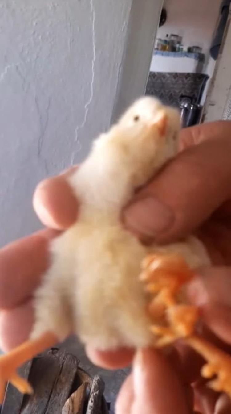 Sabah kalkar kalmaz hayvanın altında buldu Veteriner bile inanamadı, yumurtanın içinden 4 adet çıktı