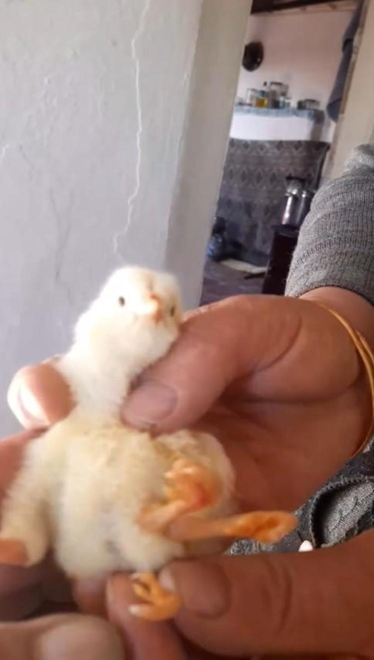 Sabah kalkar kalmaz hayvanın altında buldu Veteriner bile inanamadı, yumurtanın içinden 4 adet çıktı