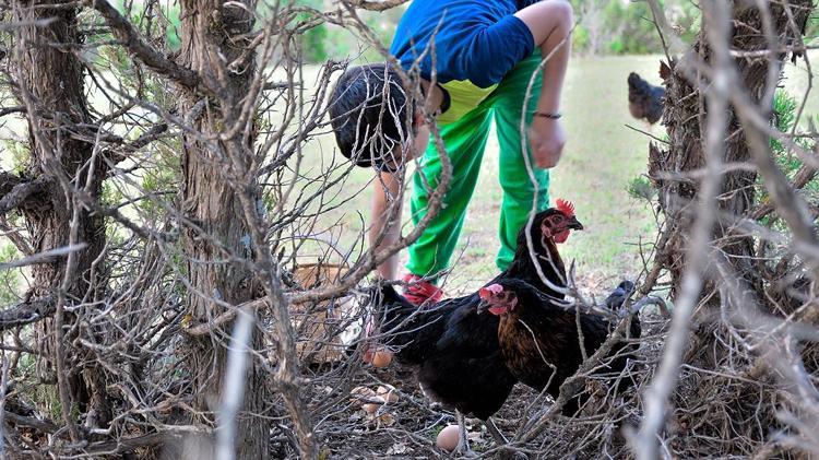 Sabah kalkar kalmaz hayvanın altında buldu Veteriner bile inanamadı, yumurtanın içinden 4 adet çıktı