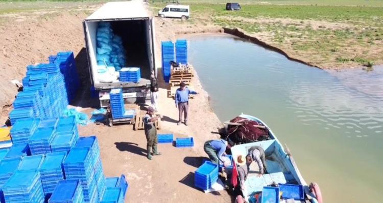 Yozgatın hazinesi Avrupaya cips oluyor Çekerek Barajından ihracat atağı
