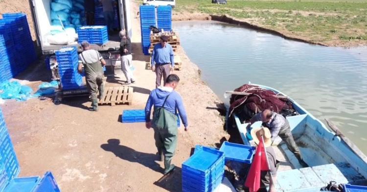 Yozgatın hazinesi Avrupaya cips oluyor Çekerek Barajından ihracat atağı