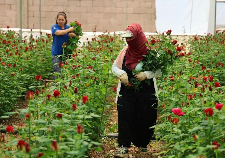 Sayılı günler kaldı Hasat başladı, Adanadan 81 ile gönderiliyor, 100 TLlik ürünü bu sene bedava verecekler