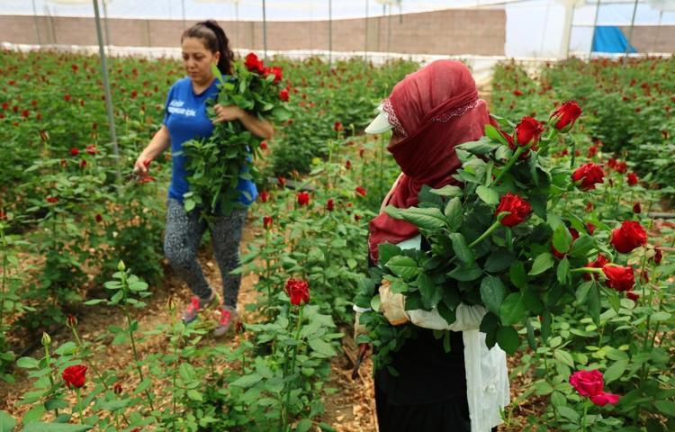 Sayılı günler kaldı Hasat başladı, Adanadan 81 ile gönderiliyor, 100 TLlik ürünü bu sene bedava verecekler