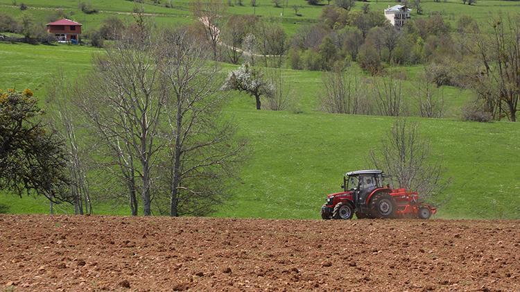 Karabuğday toprağı sevdi Ordunun atıl arazileri bereketleniyor