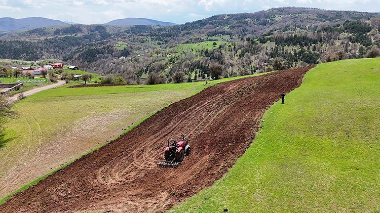 Karabuğday toprağı sevdi Ordunun atıl arazileri bereketleniyor