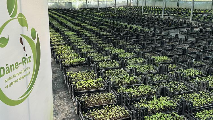 Ata tohumunun etrafında güçlerini birleştiren kadınlar hayallerini gerçekleştirdi Kocaelinde üretime başladılar