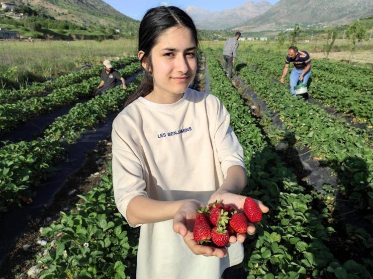 Tutmaz diye tarlasına ekti, şimdi üretim deposu oldu İlk hasat başladı, 81 ile gönderiyor, kasası 200 TL