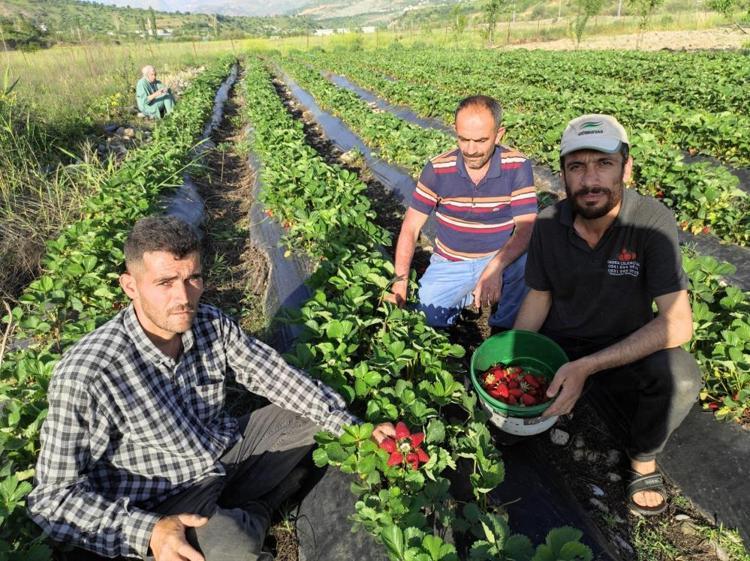 Tutmaz diye tarlasına ekti, şimdi üretim deposu oldu İlk hasat başladı, 81 ile gönderiyor, kasası 200 TL