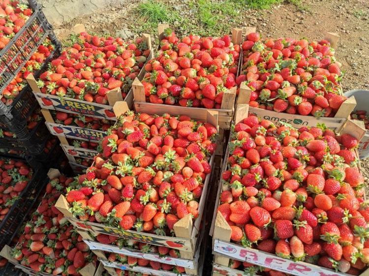 Tutmaz diye tarlasına ekti, şimdi üretim deposu oldu İlk hasat başladı, 81 ile gönderiyor, kasası 200 TL
