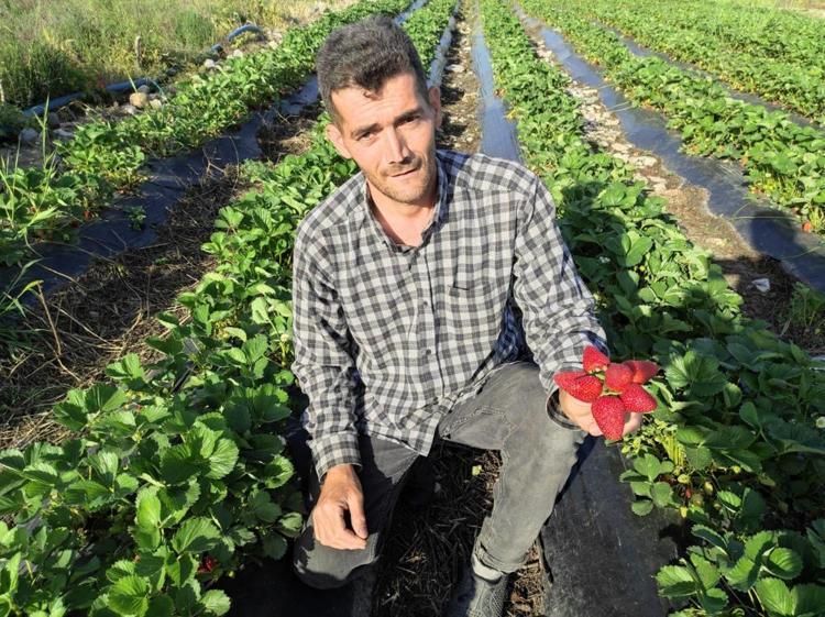 Tutmaz diye tarlasına ekti, şimdi üretim deposu oldu İlk hasat başladı, 81 ile gönderiyor, kasası 200 TL
